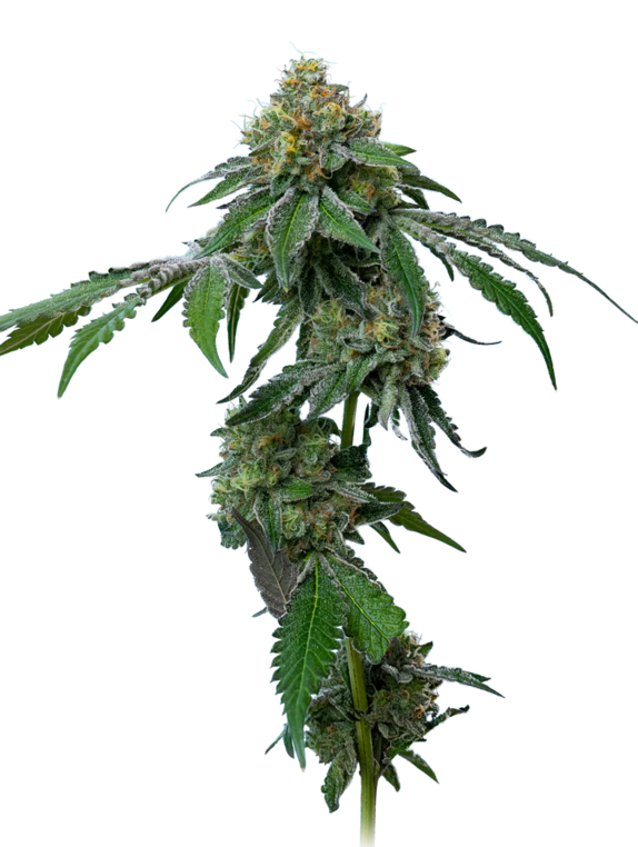 RS11 Cannabis Seeds