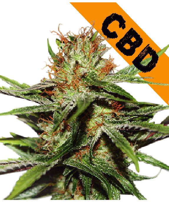 CBD Critical XXL Cannabis Seeds