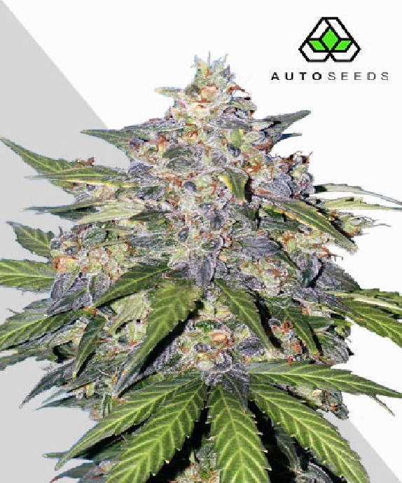 Blueberry Auto Cannabis Seeds