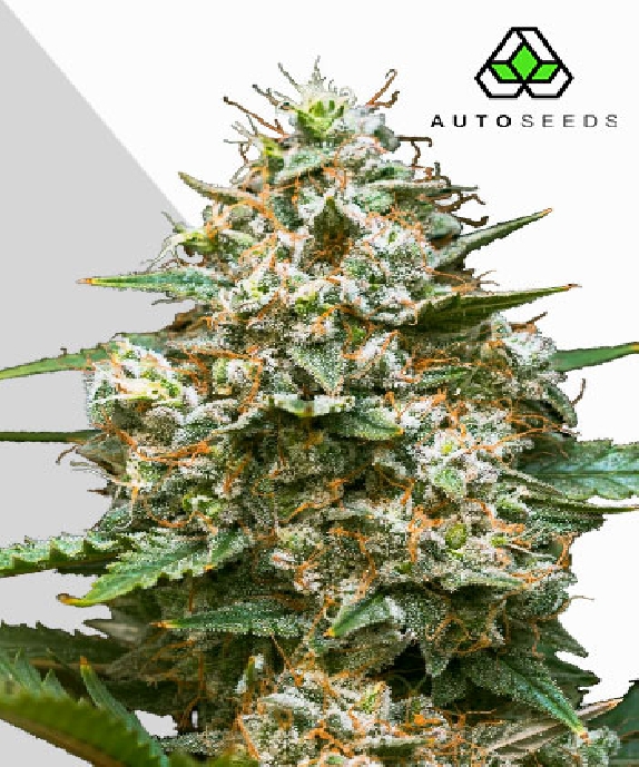 Maui Wowie Auto Cannabis Seeds