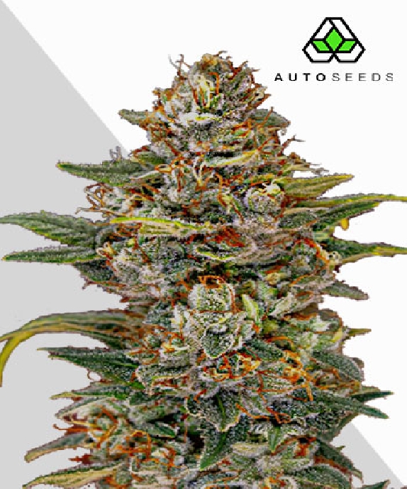 OG Kush Auto Cannabis Seeds