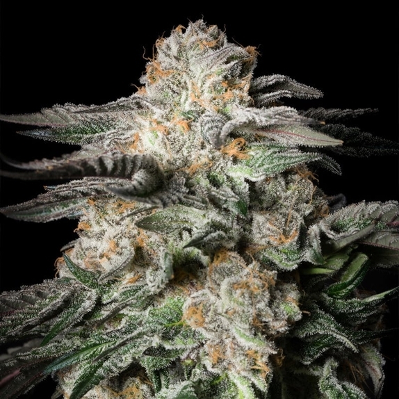 Mint Candy Cannabis Seeds