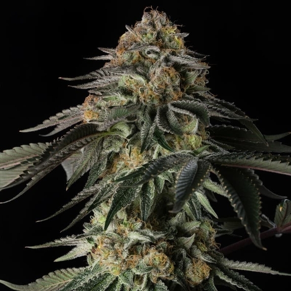 Rainbow Gas Cannabis Seeds