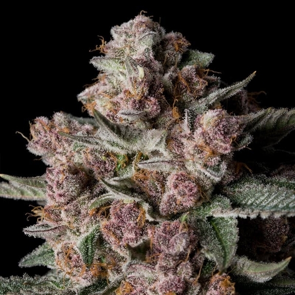 Tropical Jam Cannabis Seeds