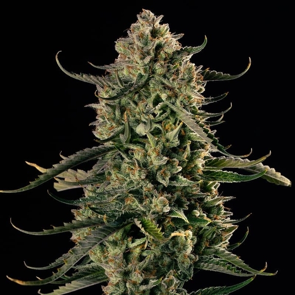 Mac Dawg XXL Auto Cannabis Seeds