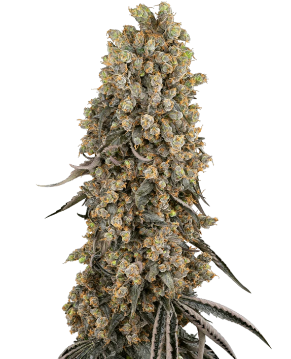 Atomic Blue Dream Cannabis Seeds