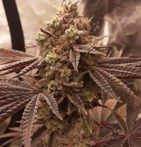 Jokerz (feminised) Cannabis Seeds