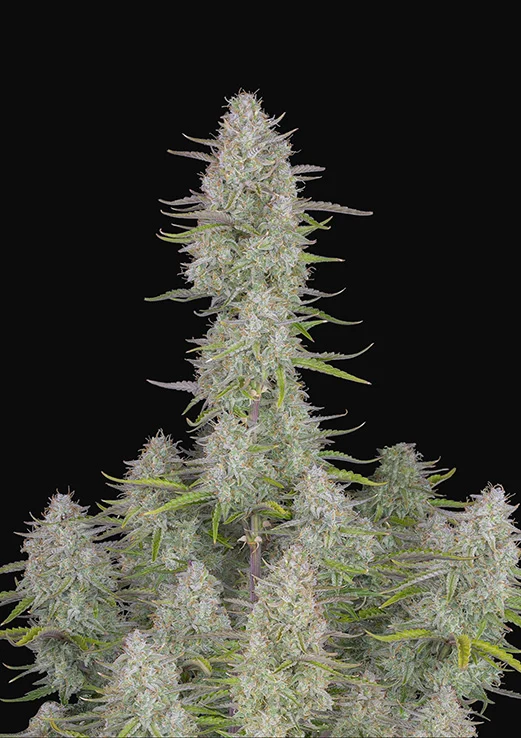 Wedding Cheesecake Auto Cannabis Seeds