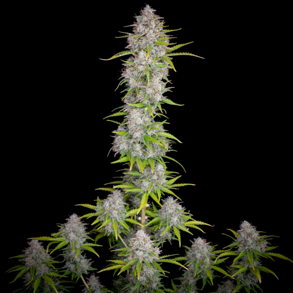 Orange Sherbert Auto Cannabis Seeds