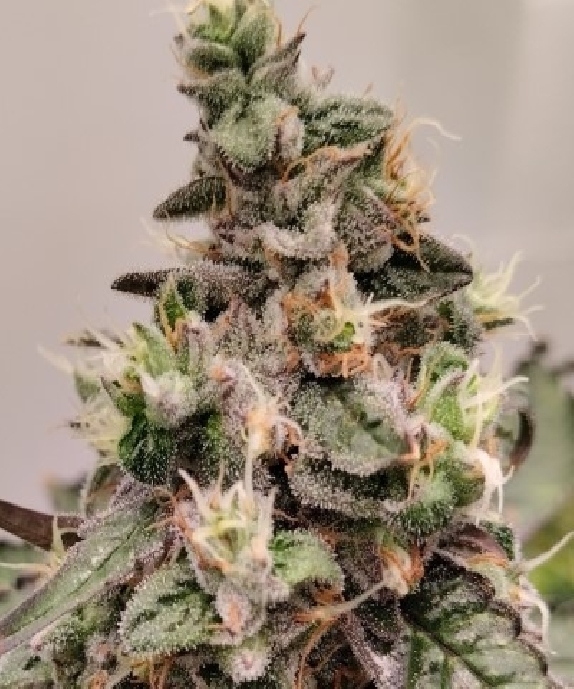 Kashmir Cannabis Seeds