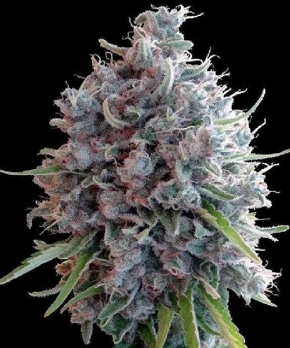 Killer A5 Haze Cannabis Seeds