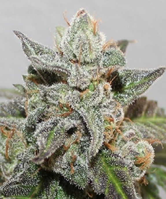 Limited Edition Kalidonia Cannabis Seeds