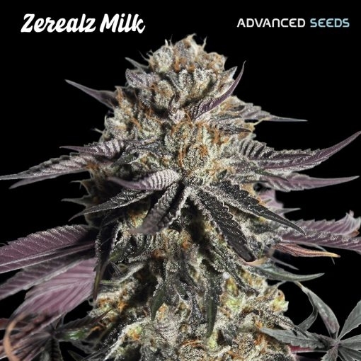 Zerealz Milk Cannabis Seeds