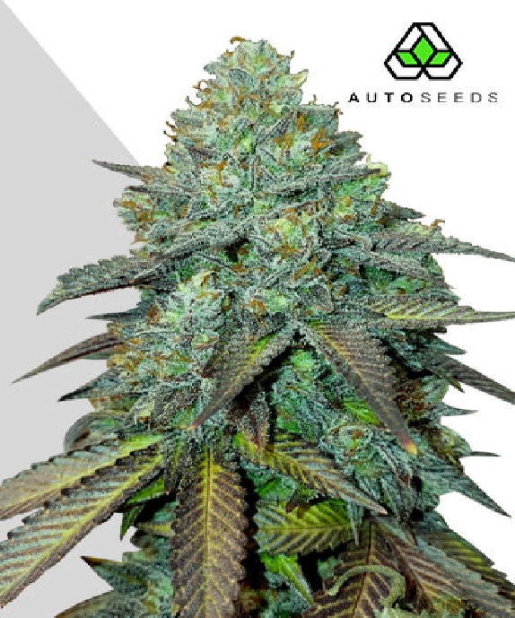 Gelato Auto Cannabis Seeds