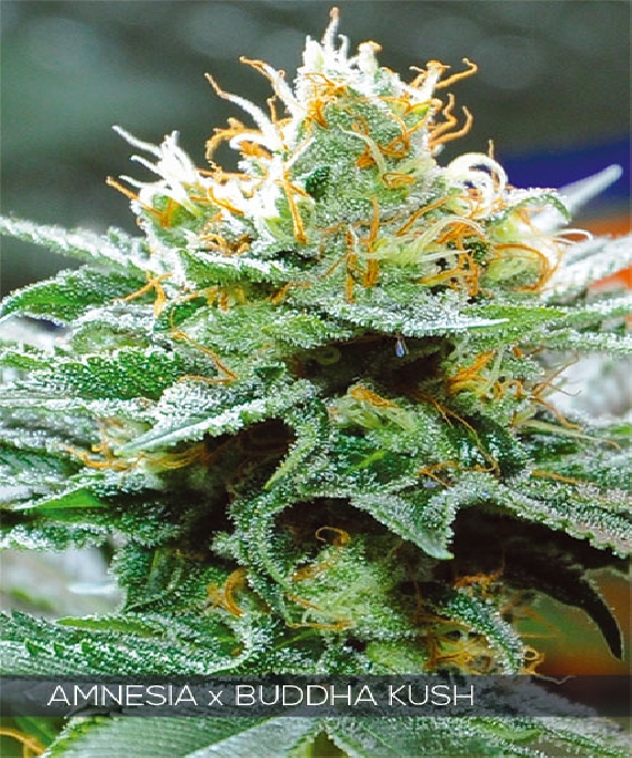 Amnesia x Buddha Kush Cannabis Seeds
