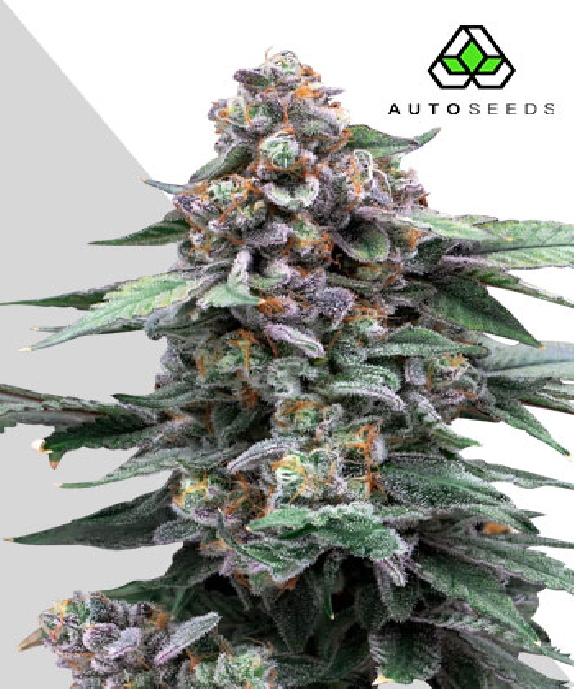 Runtz Auto Cannabis Seeds