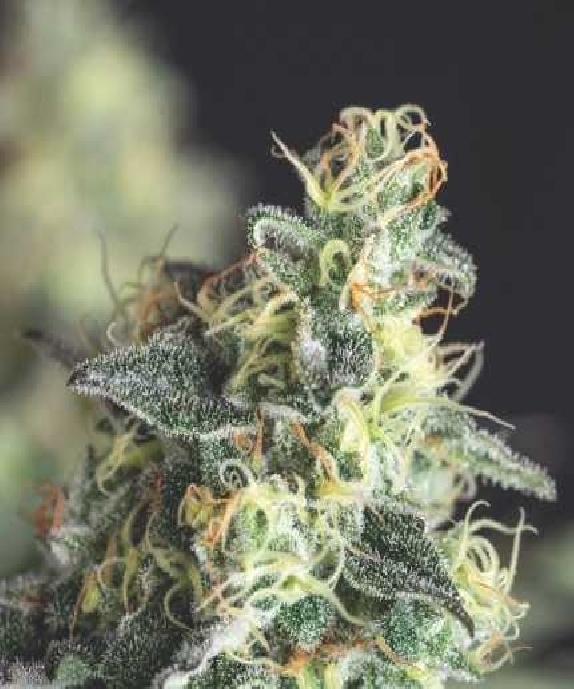 Lemon Larry OG USA Range Cannabis Seeds