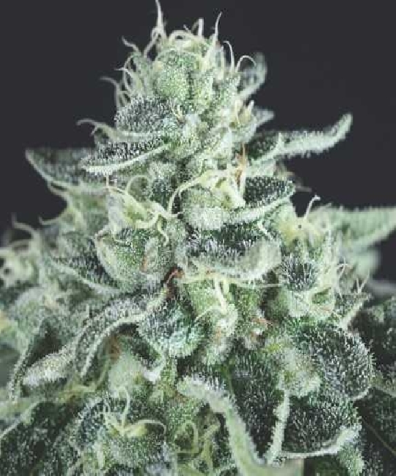 Gelato USA Range Cannabis Seeds