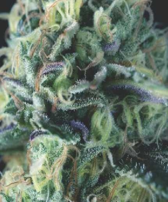 Auto Cookies USA Range Cannabis Seeds