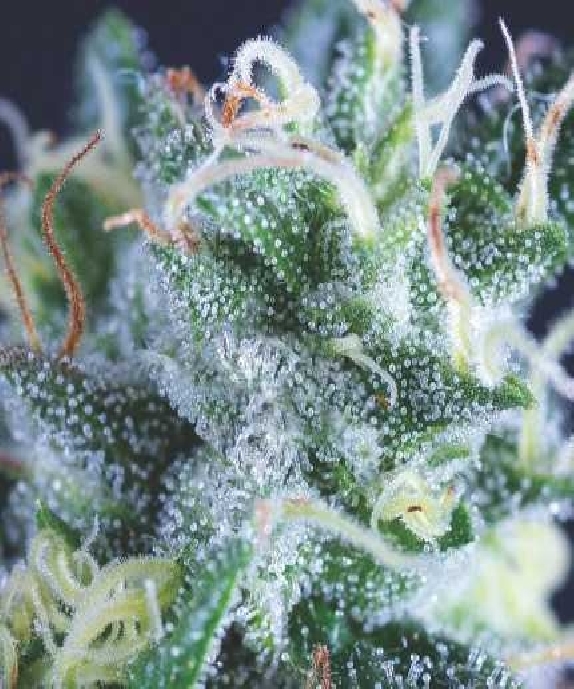 Auto Gelato USA Range Cannabis Seeds