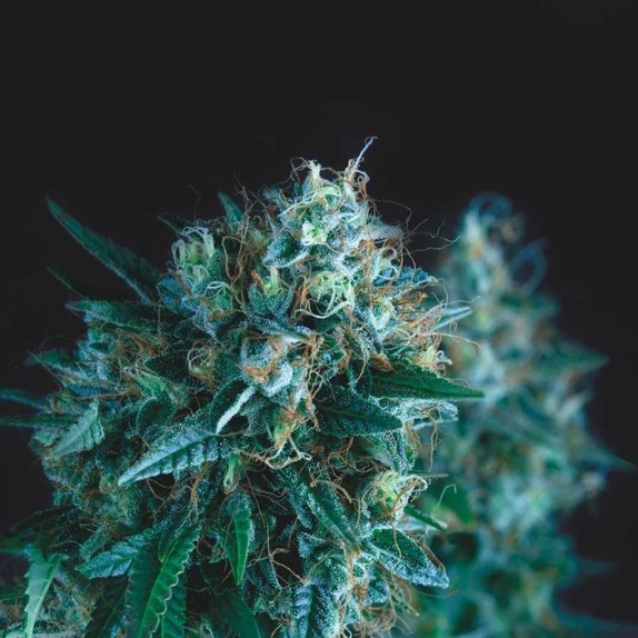 Gorilla Fast Cannabis Seeds