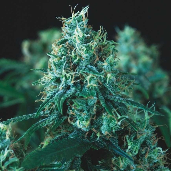 Kryptonite Fast Cannabis Seeds