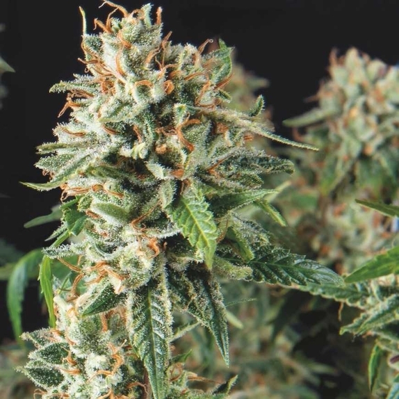 Auto Super OG Kush Fast Cannabis Seeds
