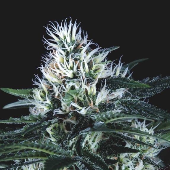 Wembley Fast Cannabis Seeds
