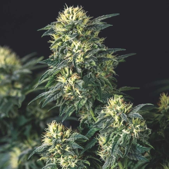 Anesthesia x Runtz Limited Edition Gold Line Cannabis Seeds