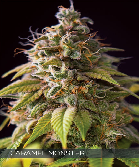 Caramel Monster Cannabis Seeds