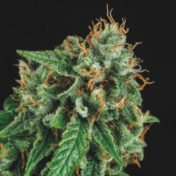 Tutankhamon x Gorilla Glue Limited Edition Gold Line Cannabis Seeds