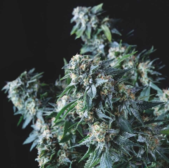 Amnesia Gold Cannabis Seeds