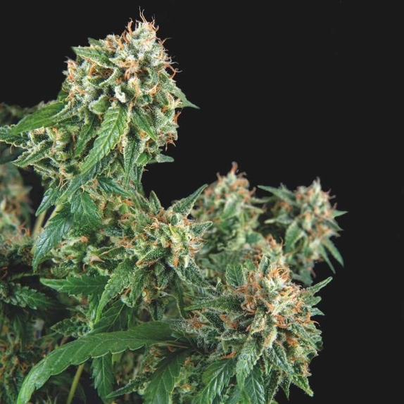 Galaxy Cannabis Seeds