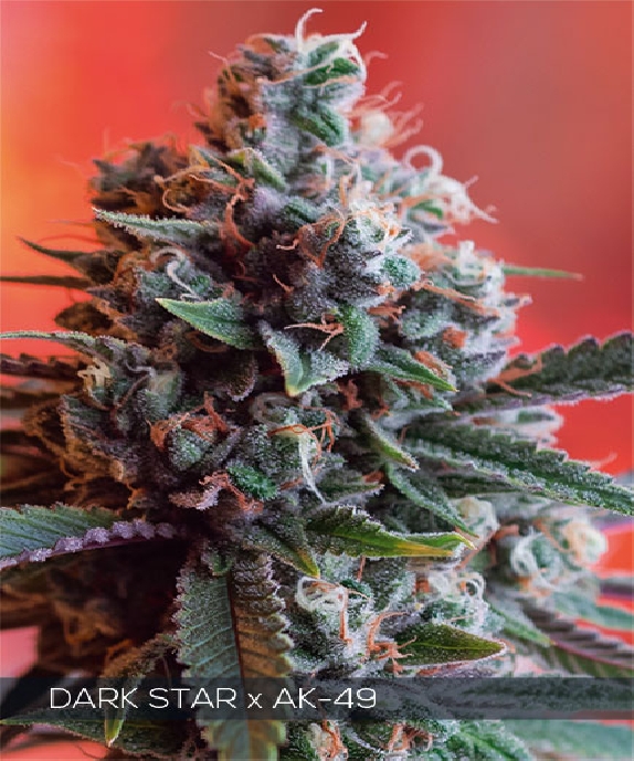 Dark Star x AK-49 Cannabis Seeds