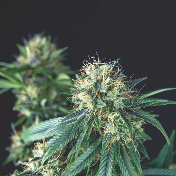 Tutankhamon Cannabis Seeds