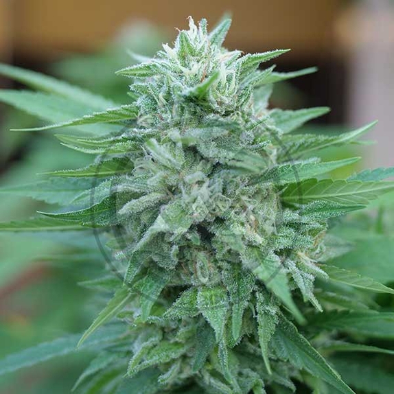 Moby Delicious Cannabis Seeds