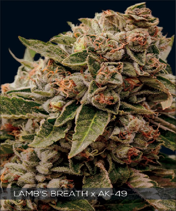 Lambs Breath x AK-49 Cannabis Seeds