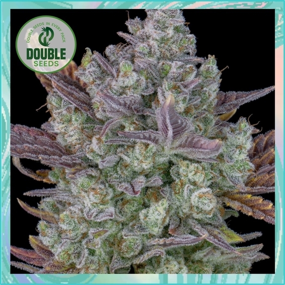 Auto Gorilla Cookies Cannabis Seeds