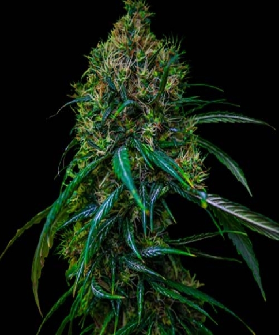 Blue Dream Cannabis Seeds