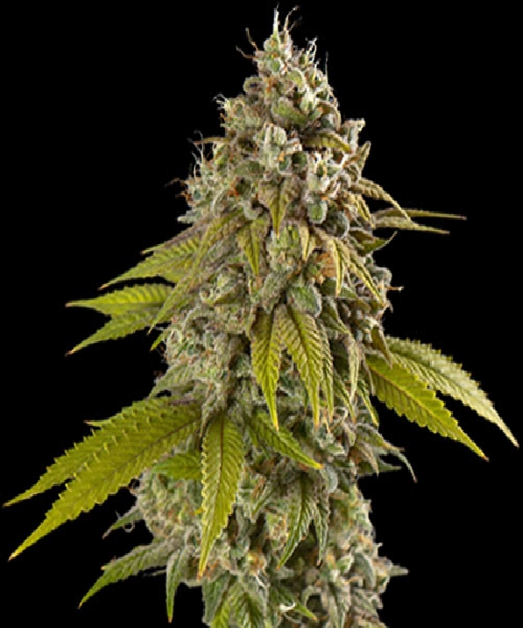 Gelato Cannabis Seeds