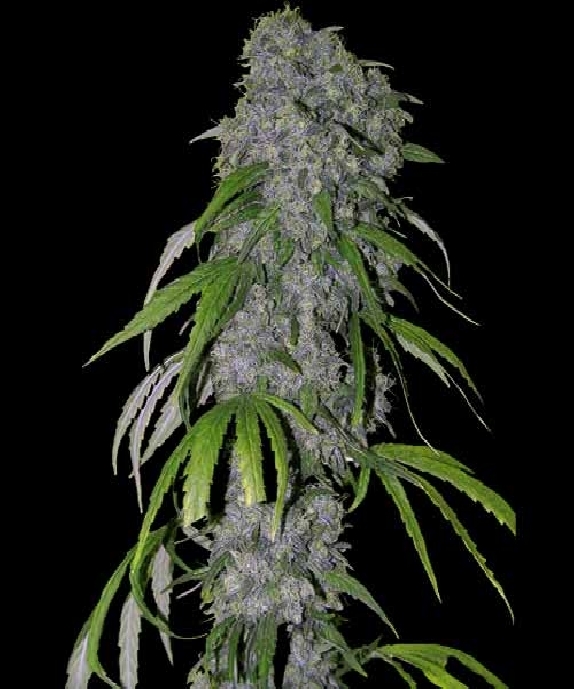 Nevilles Haze Cannabis Seeds