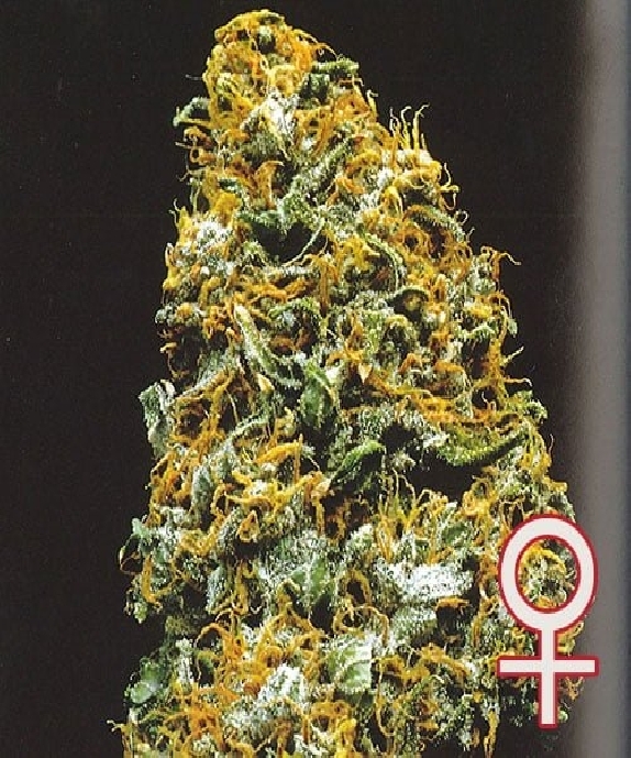 Cristal Paradise Cannabis Seeds
