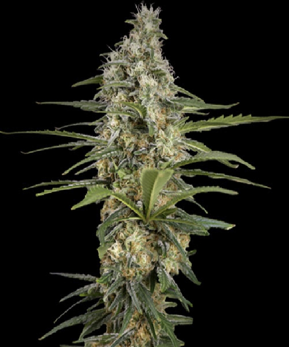 Mint Runtz Auto Cannabis Seeds
