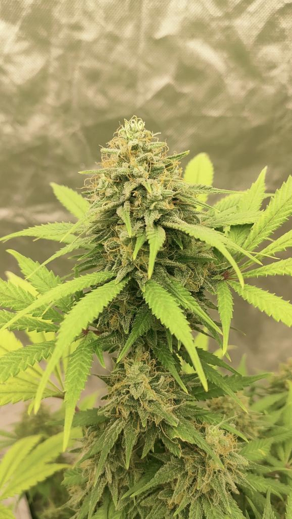Sour Diesel (feminised) Cannabis Seeds
