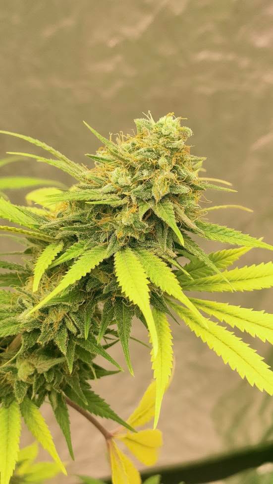 Sour Diesel Autoflower Cannabis Seeds