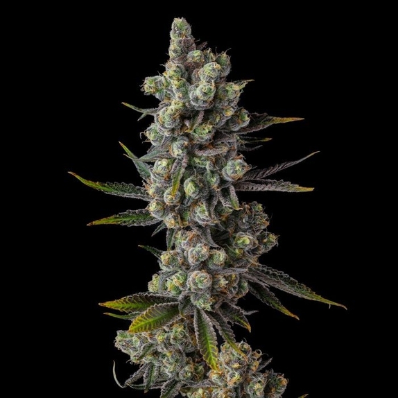 Cellar Stash Cannabis Seeds