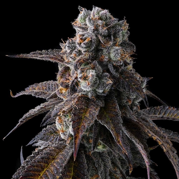 Dulce Dreams Cannabis Seeds