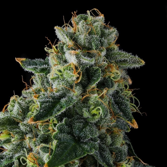 Presidential Pardon Cannabis Seeds