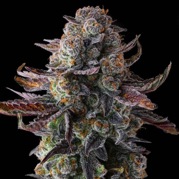 Grapaya Cannabis Seeds