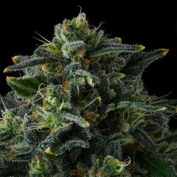 Philbo Baggins Cannabis Seeds